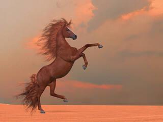 Fototapety  Desert Stallion - A beautiful wild chestnut stallion rears up in a desert area.