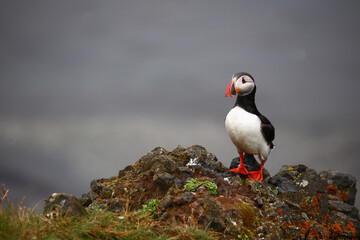 Papageitaucher / Atlantic puffin / Fratercula arctica