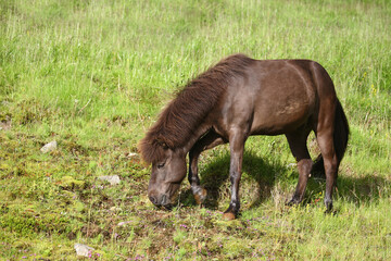 Naklejka na ściany i meble Islandpferd / Icelandic horse / Equus ferus caballus