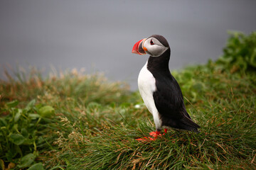 Papageitaucher / Atlantic puffin / Fratercula arctica