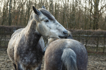 Fototapeta premium Fellpflege