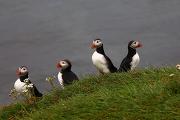 Papageitaucher / Atlantic puffin / Fratercula arctica