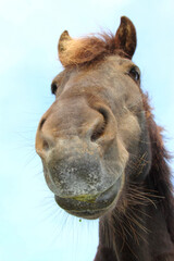 Islandpferd / Icelandic horse / Equus ferus caballus.