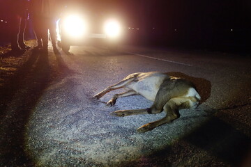 car accident at night. Car crash with wild animals. The animal is lying in front of the vehicle on...