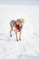 dog portrait on the white winter background, young weimaraner, braque de weimar breed