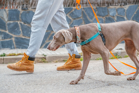 Man with their dogs walking. Outdoor mantrailing, Training Exercising, young weimaraner, braque de weimar breed