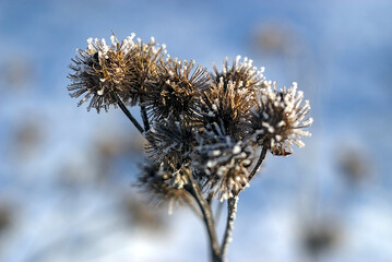 dry burdock is covered with frostbite