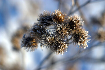 dry burdock is covered with frostbite