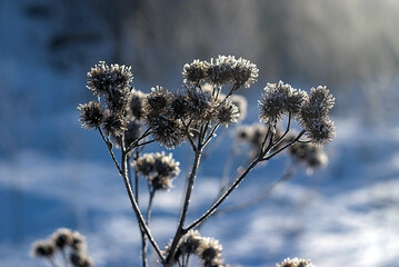 dry burdock is covered with frostbite