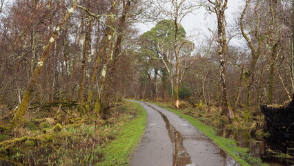 Fototapeta na wymiar Parque natural de Killarney, día claro con árboles tapizados de musgo y caminos inundados por la lluvia. Irlanda