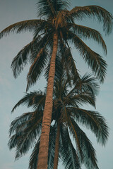 Fototapeta na wymiar Colombia Palme Insel Mucura 