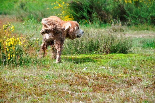 Cute Dog Making a Pee on the Flowers in the Nature in Ticino, Switzerland.