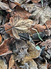Welke am Boden liegende Blätter vereist mit Raureif