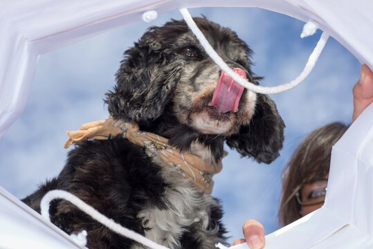 Dog Looking Inside a Shopping Bag with His Tongue Outside in Switzerland.