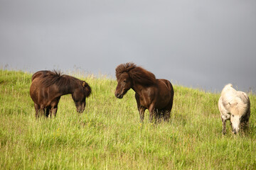 Islandpferd / Icelandic horse / Equus ferus caballus