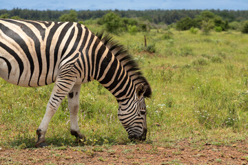 Fototapeta na wymiar Zebra grazing in the savannah of the Kruger National park in South Africa