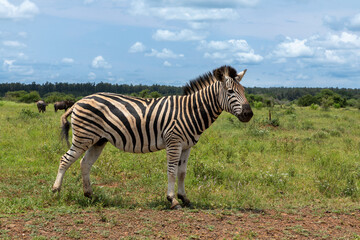 Fototapeta na wymiar Side profile of a zebra in the savannah in the Kruger National park, South Africa