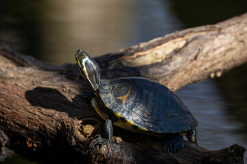 Obraz premium Yellow Bellied Slider