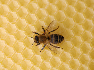 Top view of single honey bee on new wax center panel, apis mellifera on new vacant honeycomb