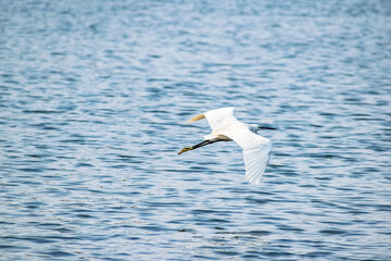 Flocks of Migratory birds enjoying moments in the water. Barabani near Asansol, West Bengal, India, Asia 18-02-2022.