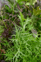 Japanese mustard greens