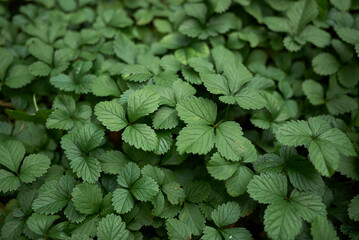 Duchesnea indica