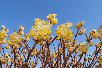 Edgeworthia chrysantha