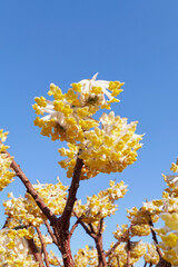 Edgeworthia chrysantha