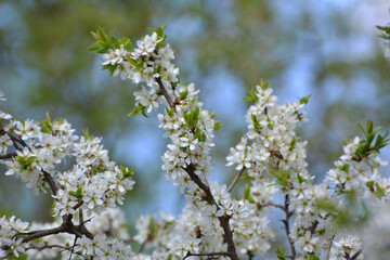 In spring, the blackthorn blooms in nature