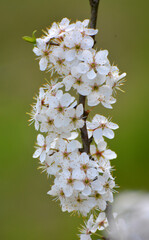 In spring, the blackthorn blooms in nature