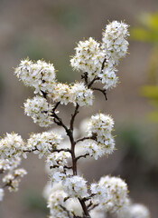 In spring, the blackthorn blooms in nature