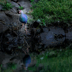 Grey headed Swamphen bird. Beautiful wall mounting of Swamphen bird. seasonal greetings. Bird...