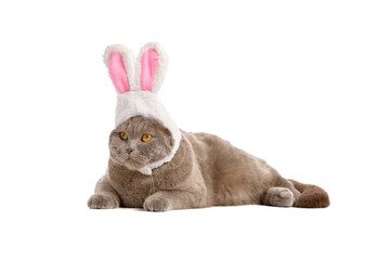 Cute Scottish Fold cat in bunny ears lying on white background