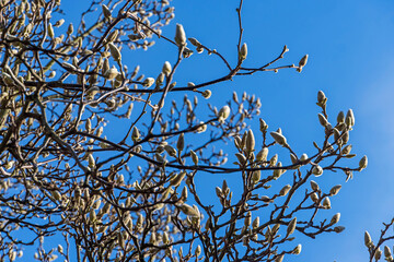 Magnolienbaum mit Knospen