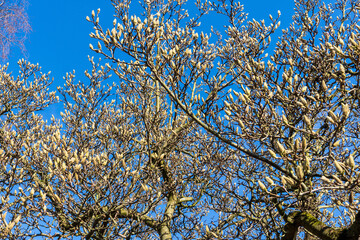 Magnolienbaum mit Knospen