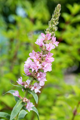 Blooming cultivar purple loosestrife (Lythrum salicaria 'Swirl') in the summer garden