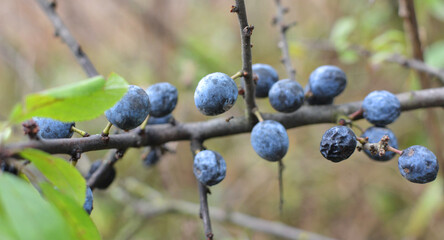 On the branch bush mature berries blackthorn