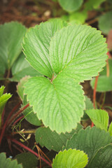 hojas de frutillas detalle verde oscuro textura