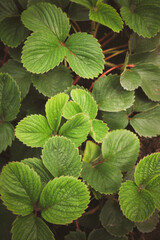 hojas de frutillas detalle verde oscuro textura