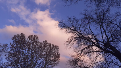 two wreaths of trees seen on a phoenix in the deep sky cloud: