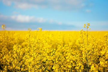 Yellow rapeseed flowers in a field against a blue sky. Rape, colza, oilseed, canola.