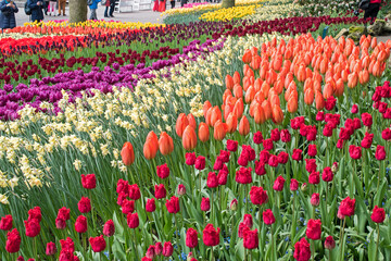 A multitude of tulips create a bold display of color and spring, in Holland.