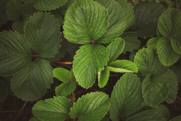 hojas de frutillas detalle verde oscuro textura