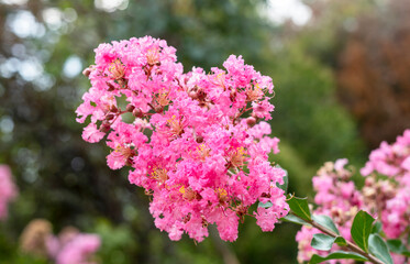 flowering plant Lagerstroemia indica, the crape myrtle - crepe myrtle or crepeflower in bloom with pink flowers close-up spring blooming