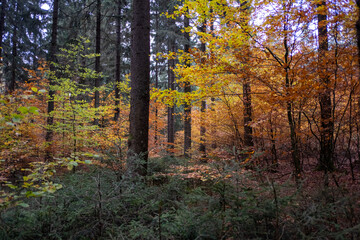 Fototapeta premium Herbst in Wald 1