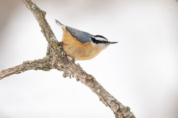 Sitelle à poitrine rousse perché sur fond de neige