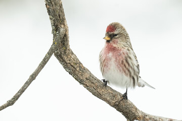 Sizerin flamm&eacute; perch&eacute;
