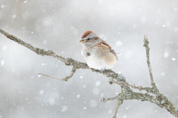 Bruant hudsonnien perch&eacute; sur fond de neige