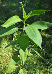Jerusalem artichoke (Helianthus tuberosus) grows in nature