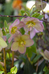 Delicate hellebore flowers against the background of green foliage.